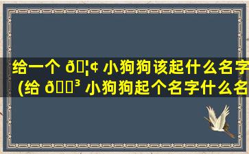 给一个 🦢 小狗狗该起什么名字(给 🌳 小狗狗起个名字什么名字好听)